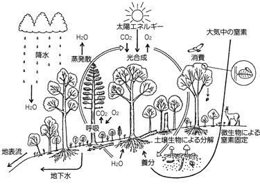 木動物|森林生態系の概要